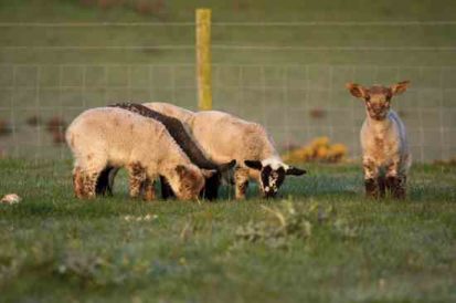 Lambing Season Image